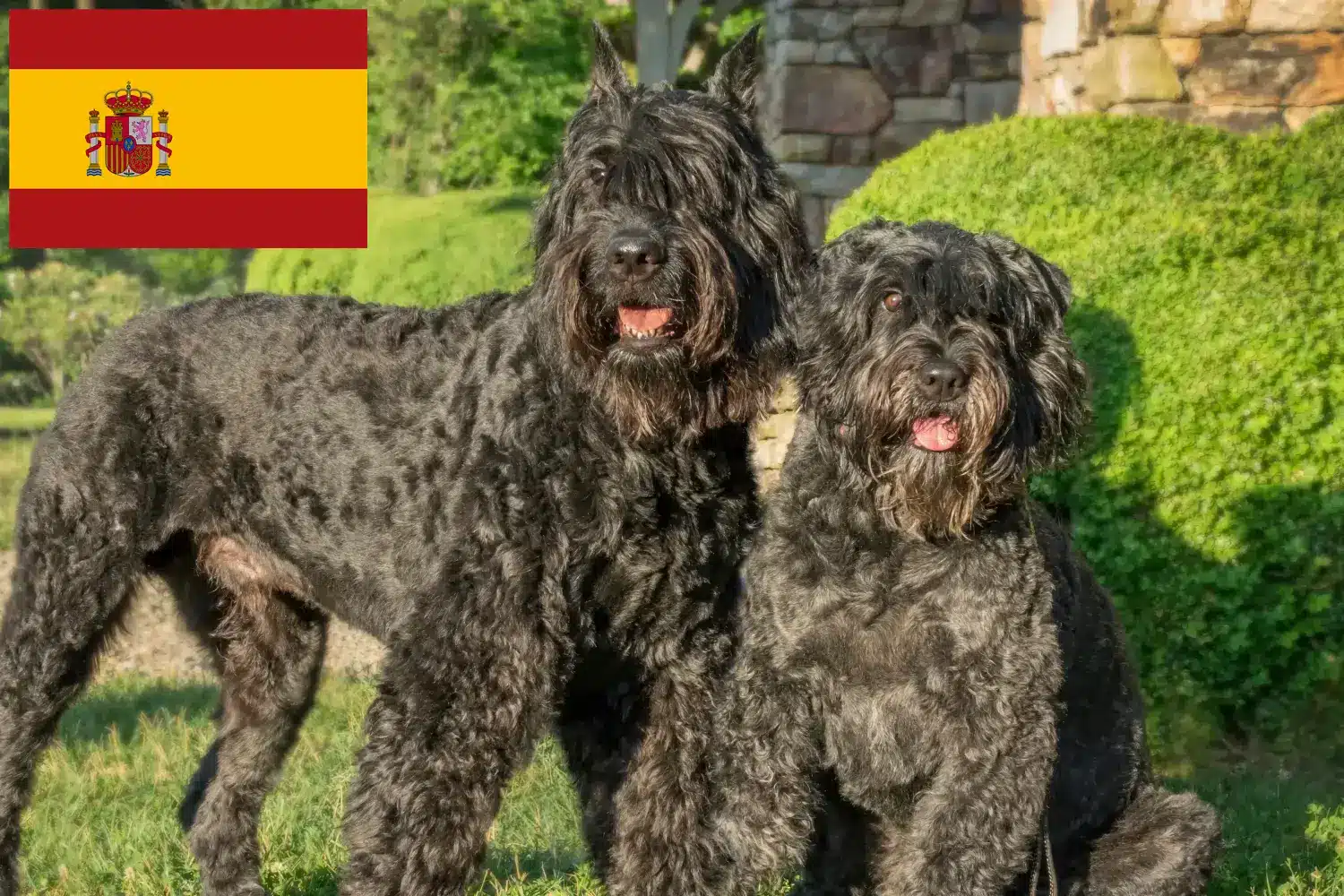 Bouvier des Flandres kiskutyák és tenyésztők Spanyolország Itt megtalálja a spanyolországi Bouvier des Flandres tenyésztőket.