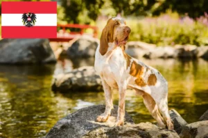 Read more about the article Bracco Italiano tenyésztők és kiskutyák Ausztriában