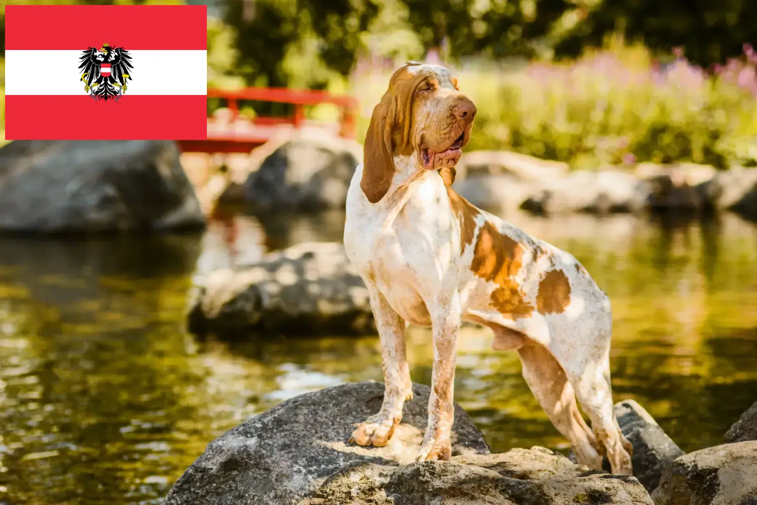 Bracco Italiano kiskutyák és tenyésztők Ausztria Itt találja a Bracco Italianos tenyésztőit Ausztriában.