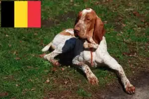 Read more about the article Bracco Italiano tenyésztők és kiskutyák Belgiumban