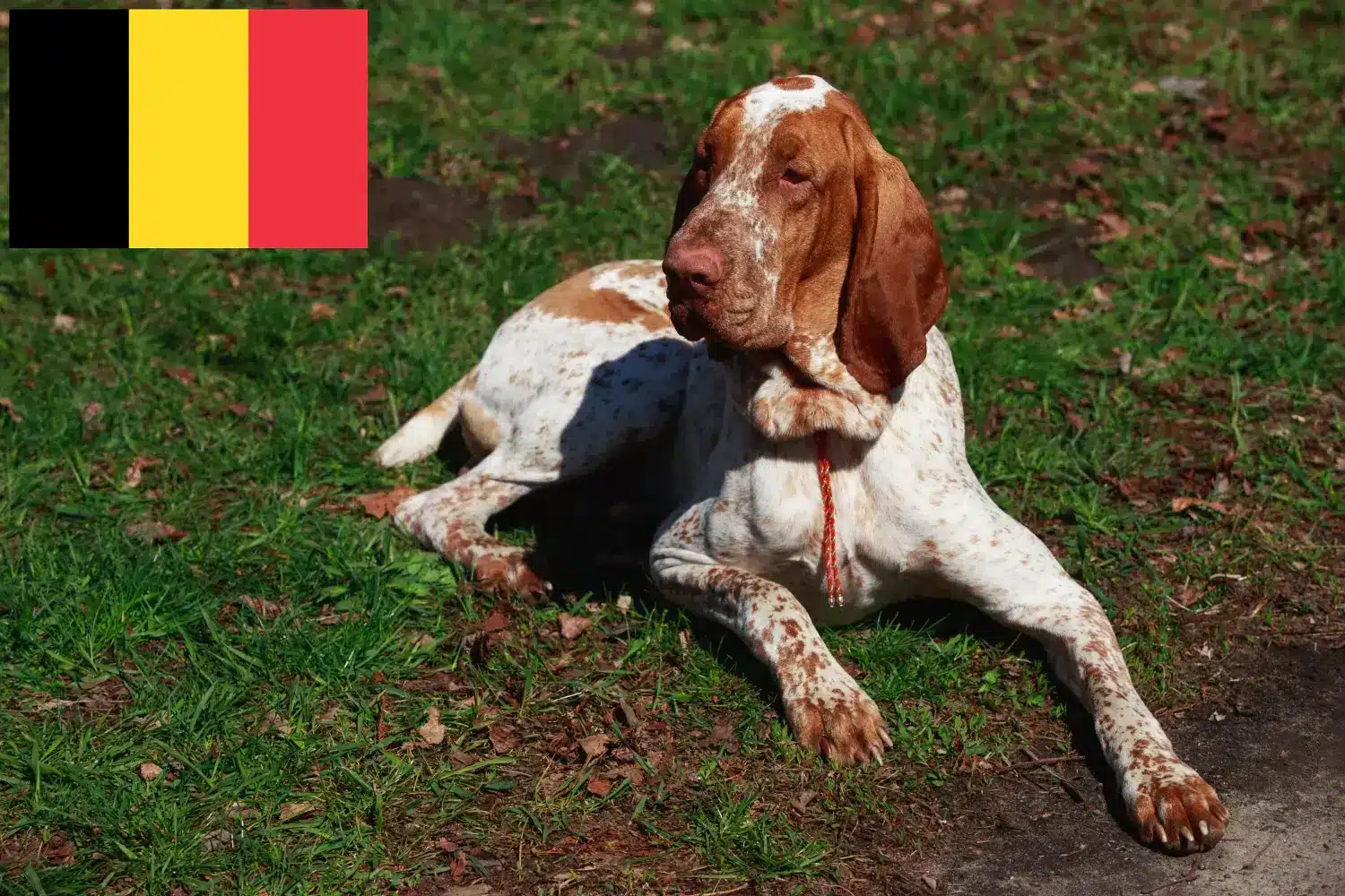 Bracco Italiano kiskutyák és tenyésztők Belgium Itt találja a Bracco Italianos tenyésztőit Belgiumban.