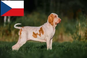 Read more about the article Bracco Italiano tenyésztők és kiskutyák Csehországban