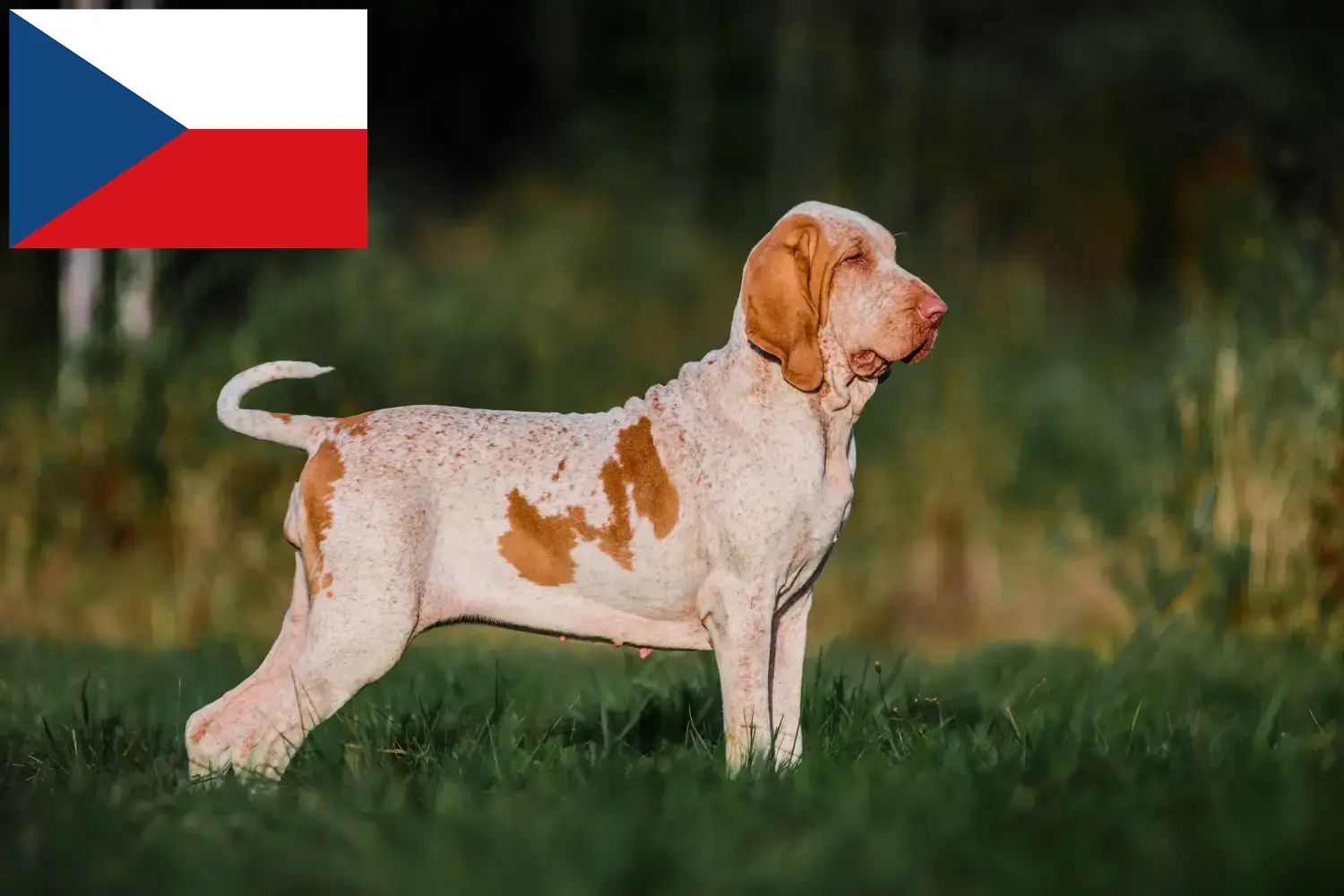 Bracco Italiano kiskutyák és tenyésztők Csehország Itt megtalálja a Bracco Italianos tenyésztőket Csehországban.