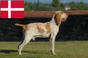 Read more about the article Bracco Italiano tenyésztők és kiskutyák Dániában