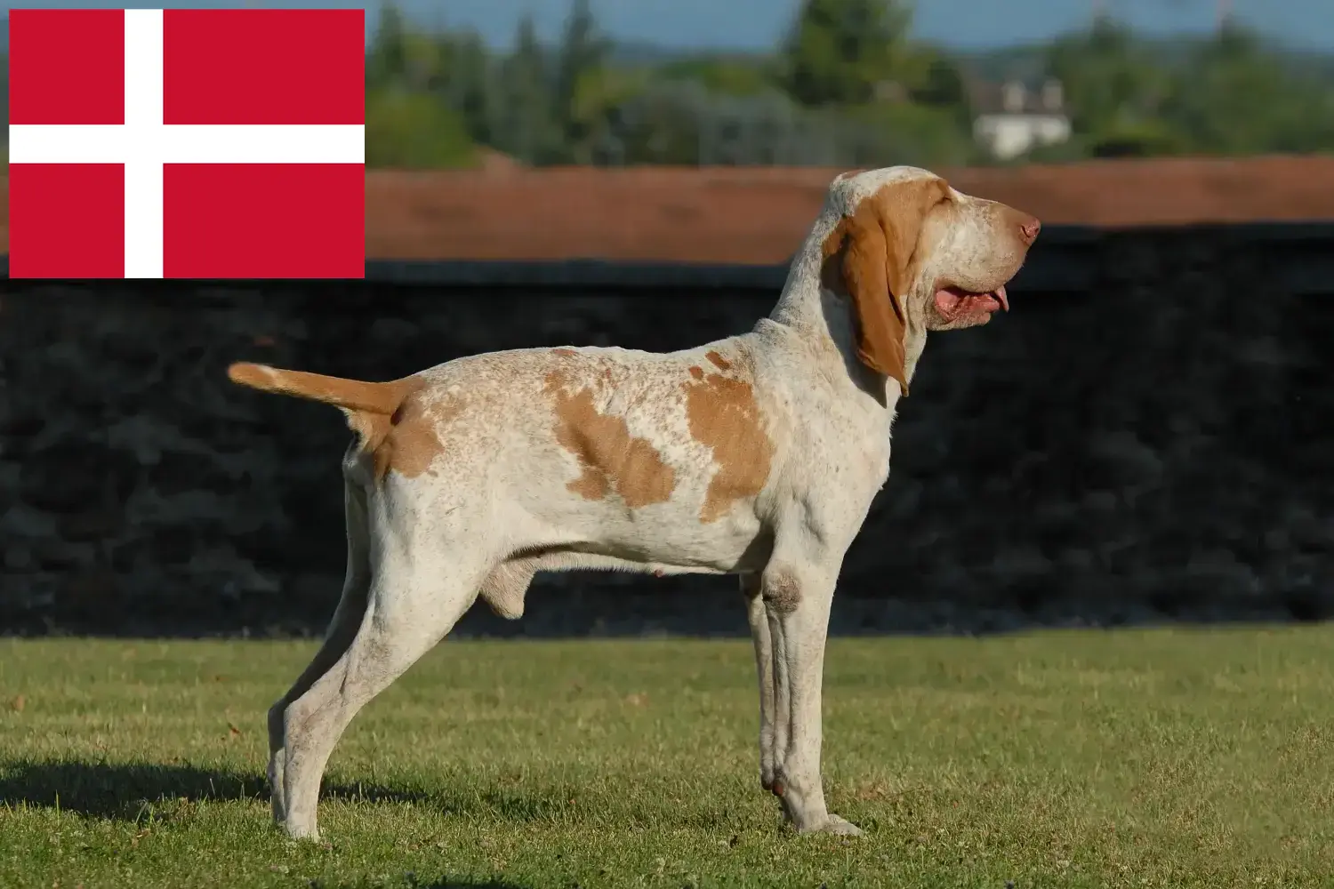 Bracco Italiano kiskutyák és tenyésztők Dánia Itt megtalálja a dániai Bracco Italianos tenyésztőket.