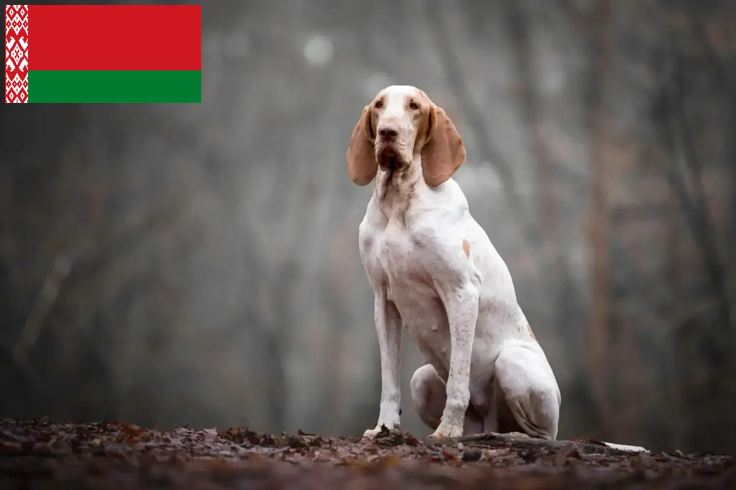 Bracco Italiano kiskutyák és tenyésztők Fehéroroszország Itt találhat Bracco Italianos tenyésztőket Fehéroroszországban.
