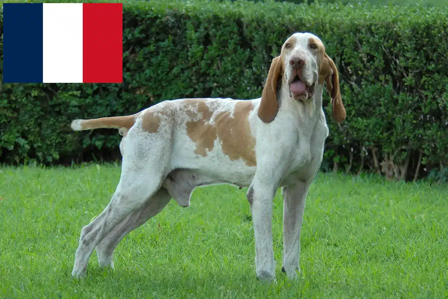 Bracco Italiano kiskutyák és tenyésztők Franciaország Itt megtalálja a Bracco Italianos tenyésztőit Franciaországban.