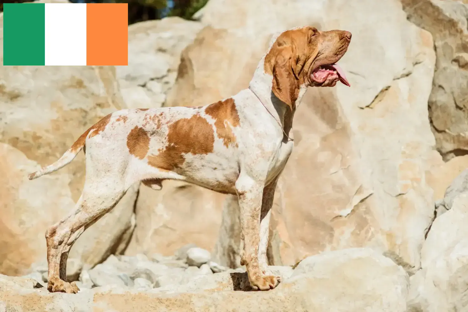 Bracco Italiano kiskutyák és tenyésztők Írország Itt talál Bracco Italianos tenyésztőket Írországban.