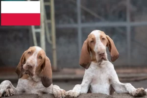 Read more about the article Bracco Italiano tenyésztők és kiskutyák Lengyelországban
