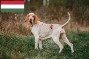 Read more about the article Bracco Italiano tenyésztők és kiskutyák Magyarországon
