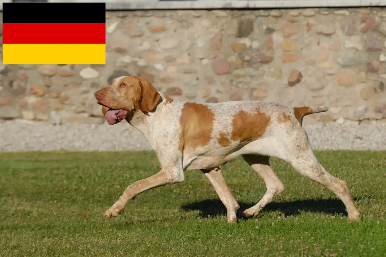 Bracco Italiano kiskutyák és tenyésztők Németország Itt megtalálja a Bracco Italianos tenyésztőit Németországban.