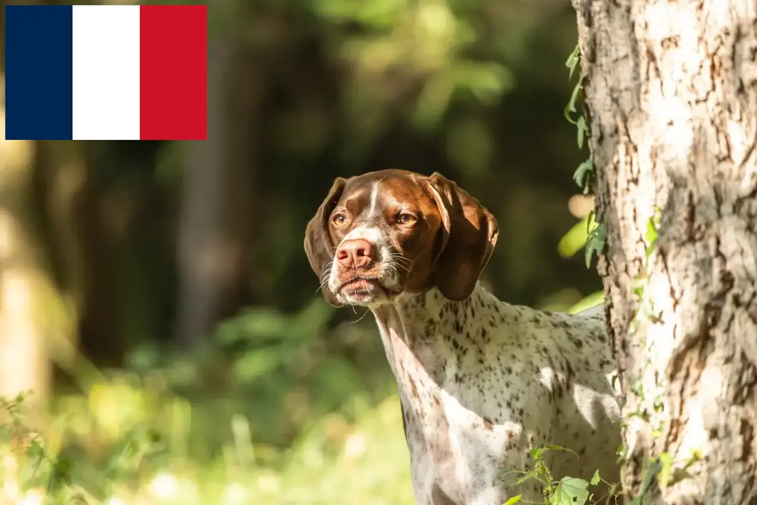 Braque français típusú Gascogne kiskutyák és tenyésztők Franciaország Itt megtalálja a Braque français típusú Gascognes tenyésztőket Franciaországban.