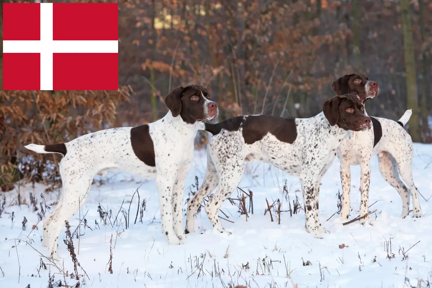 Braque français típusú Pyrénées kölykök és tenyésztők Dánia Keresse meg a Braque français type Pyrénées tenyésztőket Dániában.