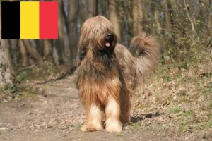 Read more about the article Briard tenyésztők és kölykök Belgiumban