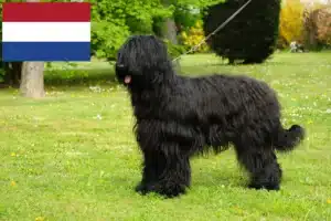 Read more about the article Briard tenyésztők és kölykök Hollandiában