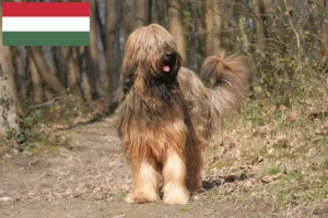 Read more about the article Briard tenyésztők és kölykök Magyarországon