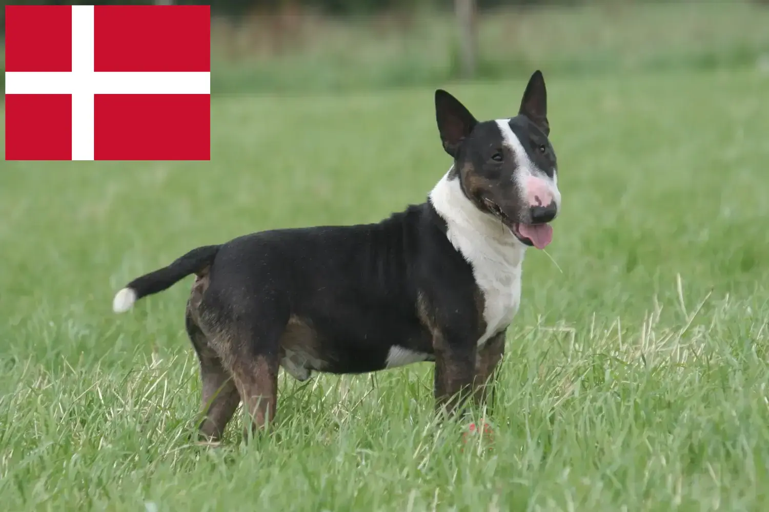 Bullterrier kölykök és tenyésztők Dánia Keress bullterrier tenyésztőket Dánia területén.