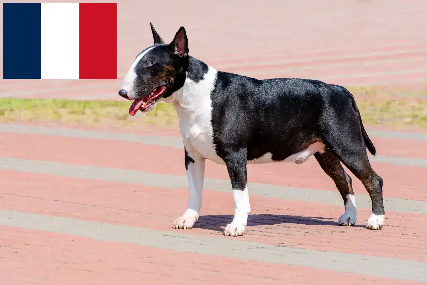 Bullterrier kölykök és tenyésztők Franciaország Itt találhat Bullterrier tenyésztőket Franciaországban.