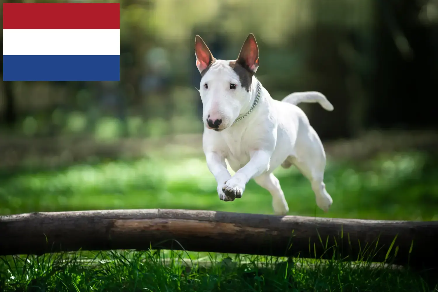 Bullterrier kölykök és tenyésztők Hollandia Itt találhat Bullterrier tenyésztőket Hollandiában.