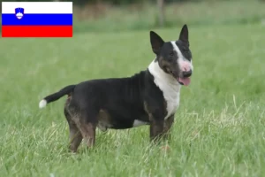 Read more about the article Bullterrier tenyésztők és kölykök Szlovéniában