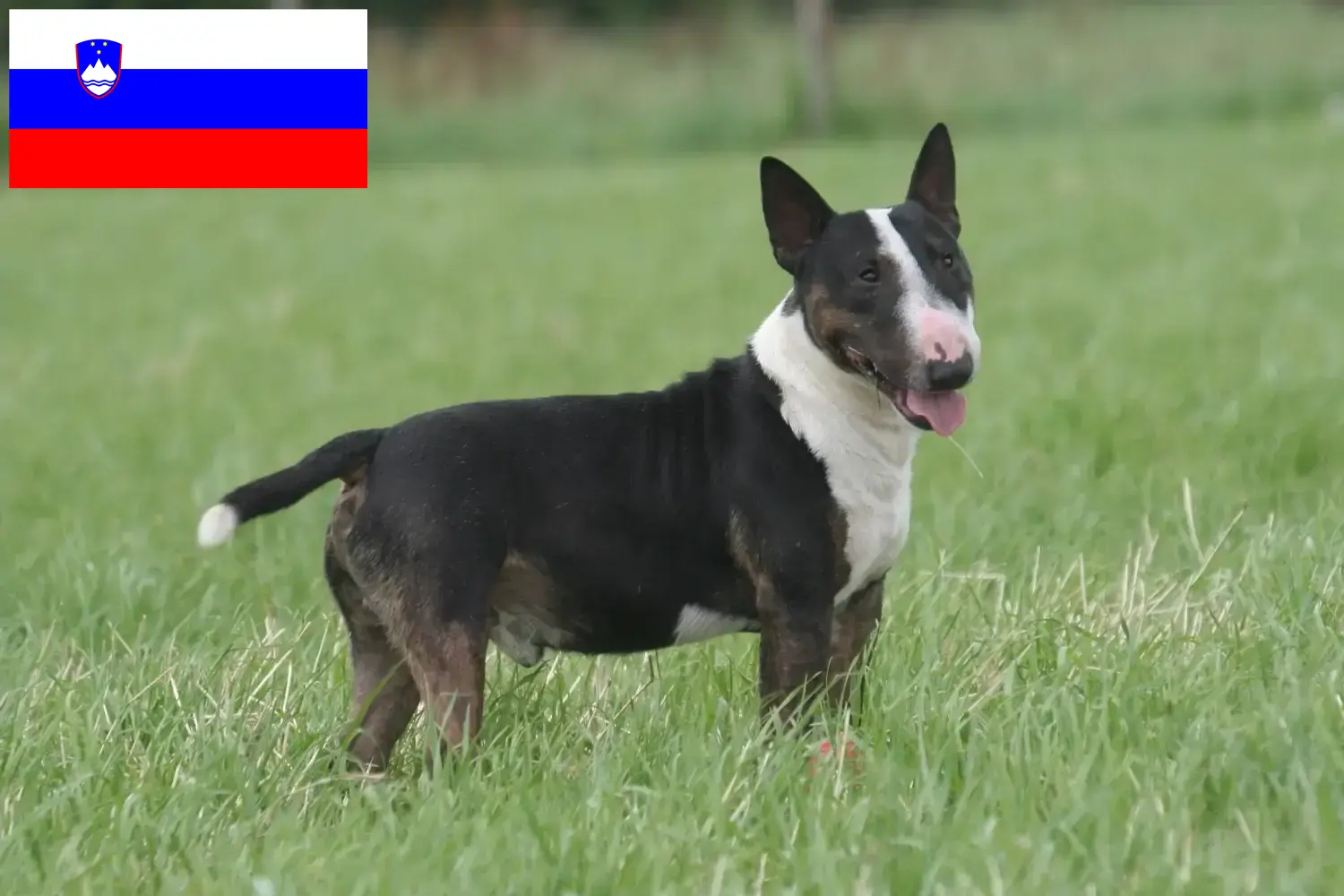 Bullterrier kiskutyák és tenyésztők Szlovénia Keress bullterrier tenyésztőket Szlovéniában.