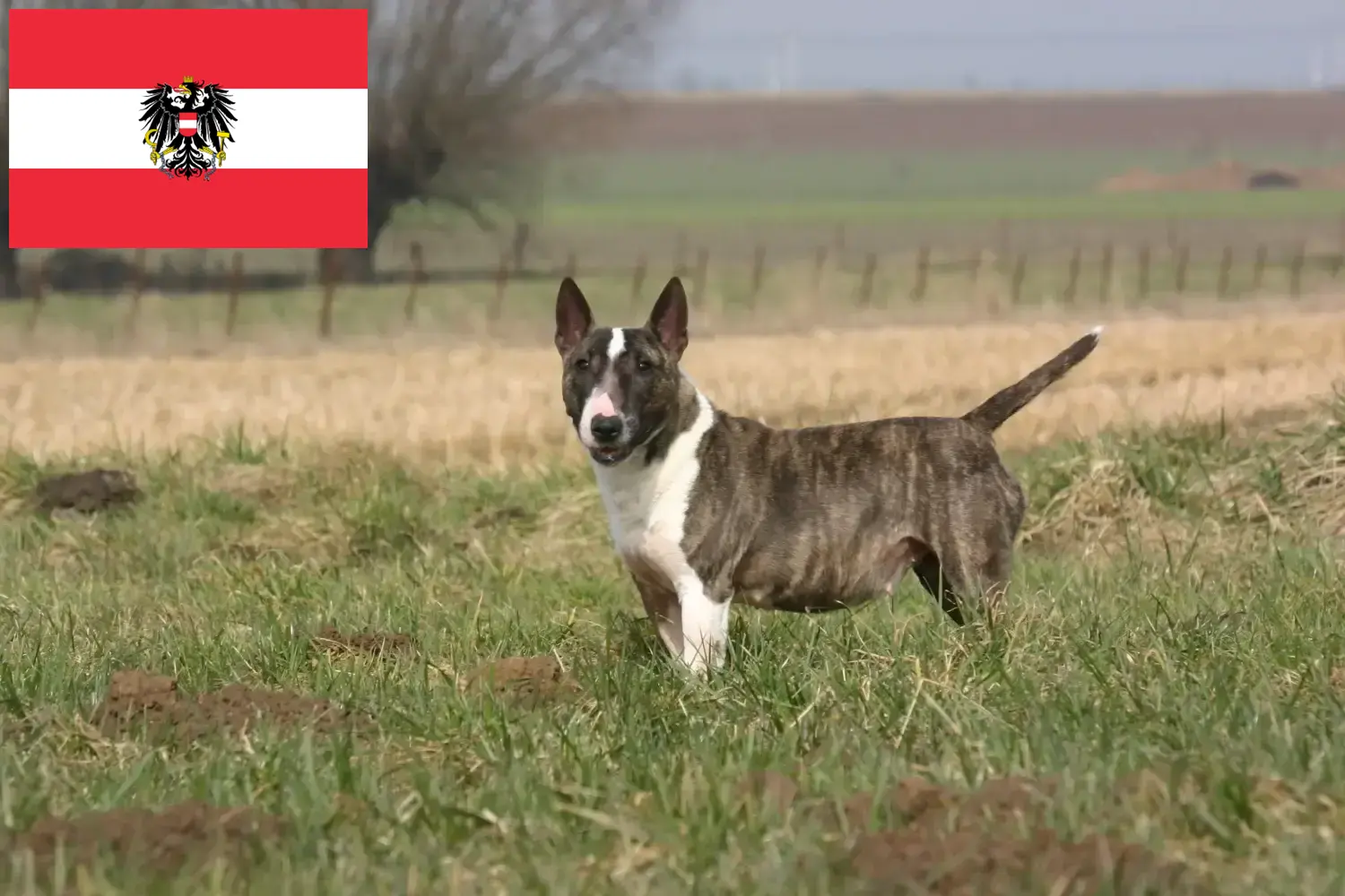 Bullterrier kölykök és tenyésztők Ausztria Itt találhat Bullterrier tenyésztőket Ausztriában.