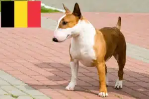 Read more about the article Bullterrier tenyésztők és kölykök Belgiumban