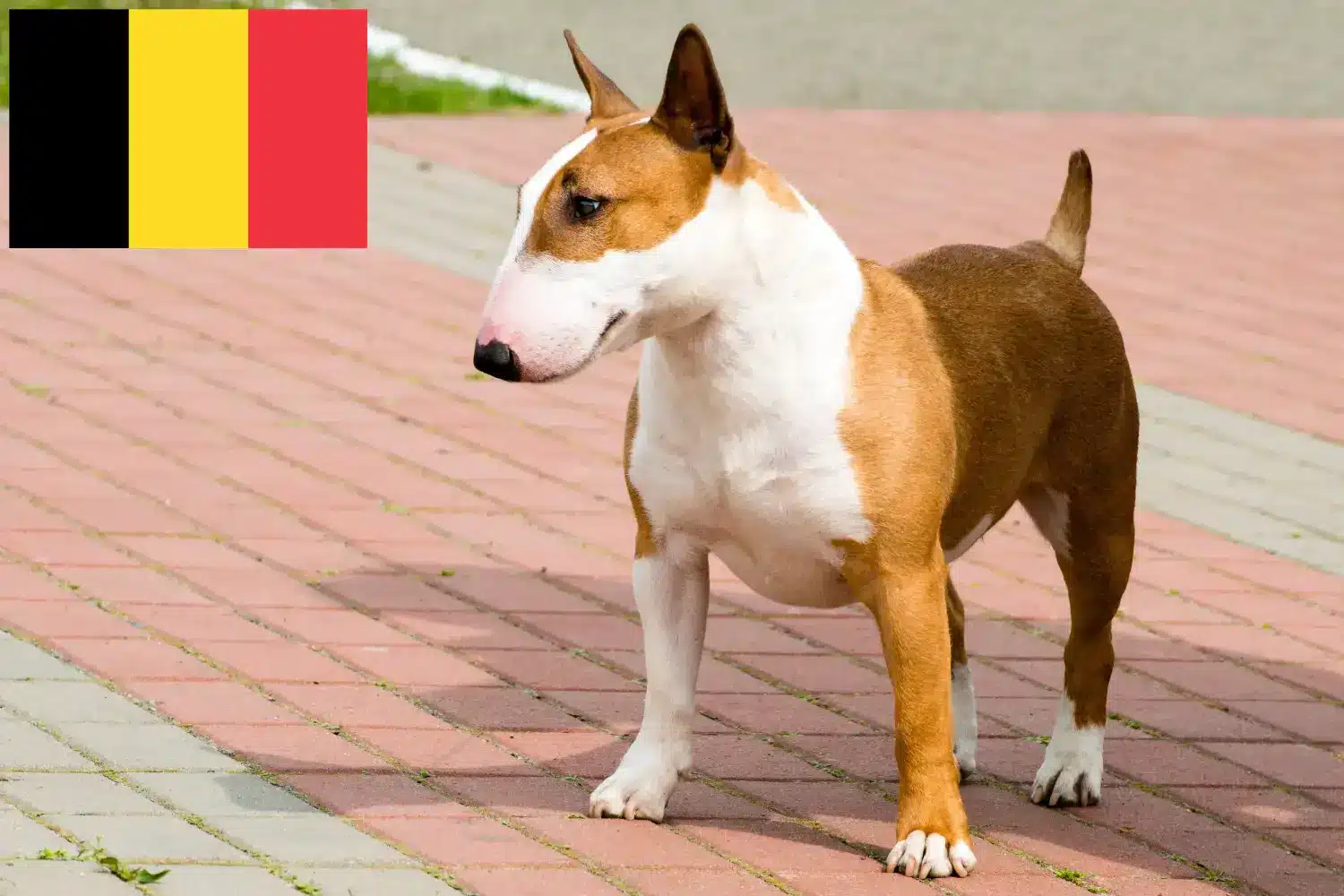 Bullterrier kölykök és tenyésztők Belgium Keress bullterrier tenyésztőket Belgiumban.