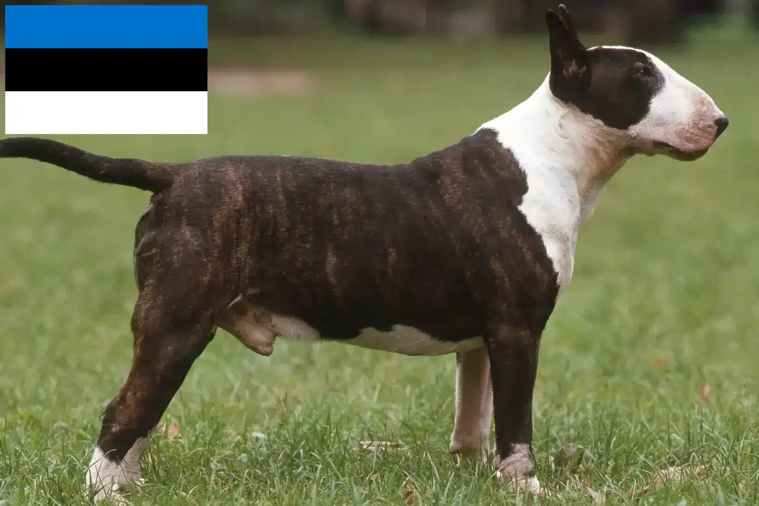 Bullterrier kiskutyák és tenyésztők Észtországban Keress bullterrier tenyésztőket Észtországban.