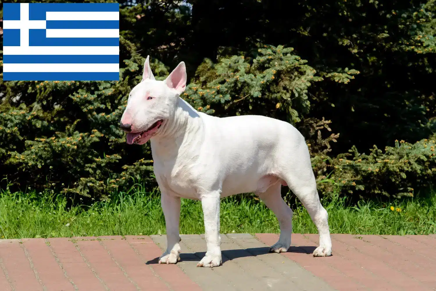 Bullterrier kölykök és tenyésztők Görögország Itt találhat Bullterrier tenyésztőket Görögországban.