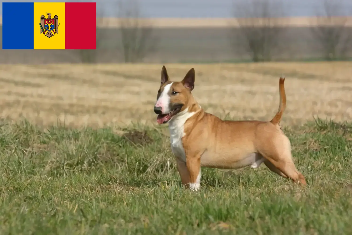 Bullterrier kiskutyák és tenyésztők Moldova Köztársaság Keress bullterrier tenyésztőket Moldova Köztársaság területén.