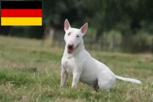 Read more about the article Bullterrier tenyésztők és kölykök Németországban