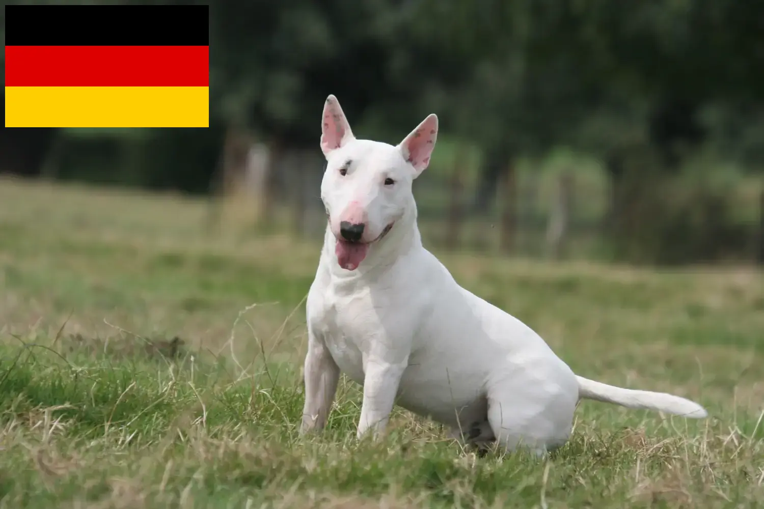 Bullterrier kiskutyák és tenyésztők Németország Itt bullterrier tenyésztőket talál Németországban.