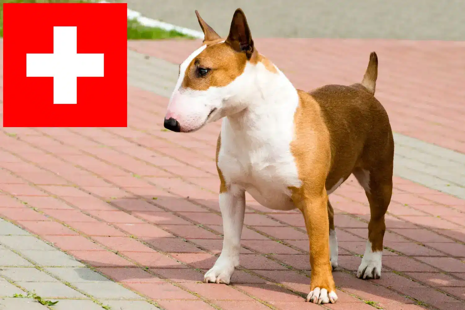 Bullterrier kölykök és tenyésztők Svájcban Itt találhat Bullterrier tenyésztőket Svájcban.