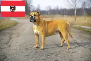 Read more about the article Ca de Bou tenyésztők és kiskutyák Ausztriában