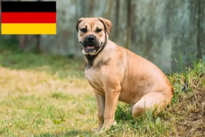 Read more about the article Ca de Bou tenyésztők és kiskutyák Németországban