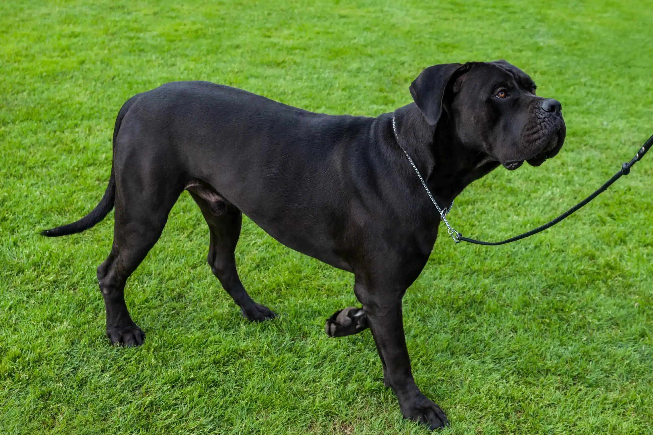 Read more about the article Cane Corso Italiano tenyésztő