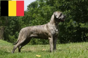 Read more about the article Cane Corso Italiano tenyésztők és kölykök Belgiumban