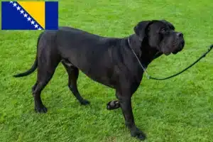 Read more about the article Cane Corso Italiano tenyésztők és kiskutyák Bosznia-Hercegovina területén