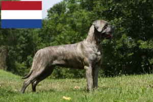 Read more about the article Cane Corso Italiano tenyésztők és kölykök Hollandiában