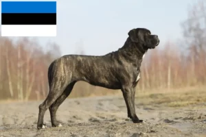 Read more about the article Cane Corso Italiano tenyésztők és kölykök Észtországban