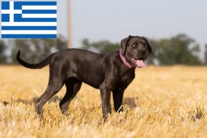 Read more about the article Cane Corso Italiano tenyésztők és kölykök Görögországban