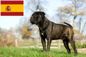 Read more about the article Cane Corso Italiano tenyésztők és kölykök Spanyolországban