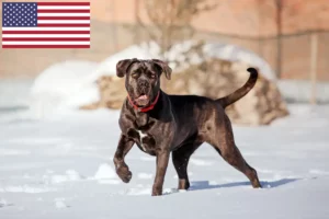Read more about the article Cane Corso Italiano tenyésztők és kölykök az USA-ban