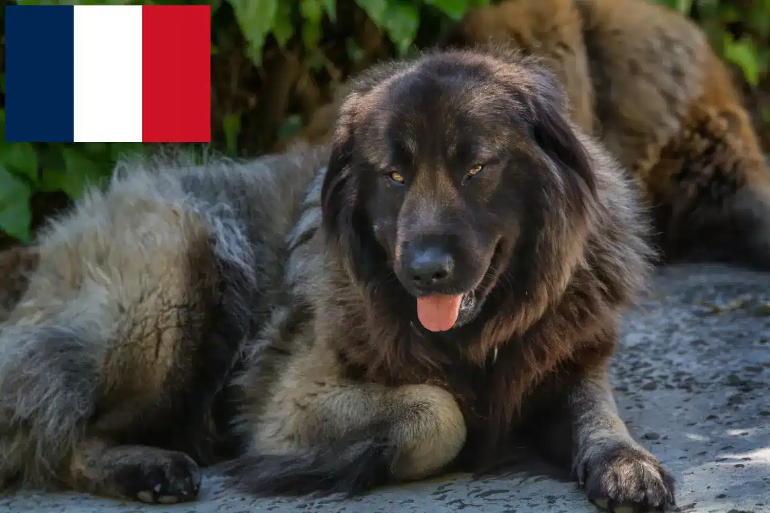 Cão Da Serra Da Estrela kiskutyák és tenyésztők Franciaország Itt megtalálja a franciaországi Cão Da Serra Da Estrelas tenyésztőket.