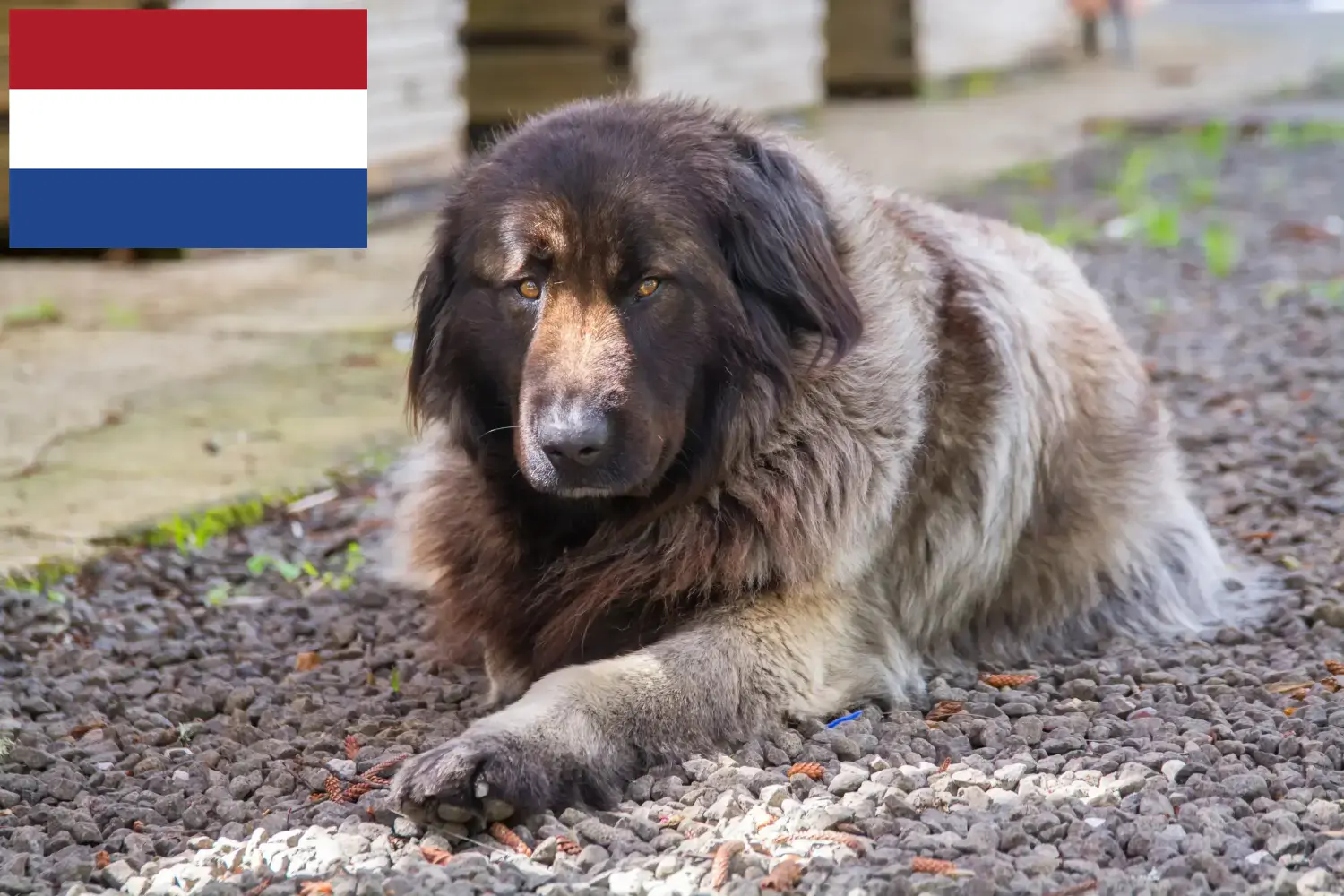 Cão Da Serra Da Estrela kiskutyák és tenyésztők Hollandia Itt megtalálja a Cão Da Serra Da Estrelas tenyésztőit Hollandiában.