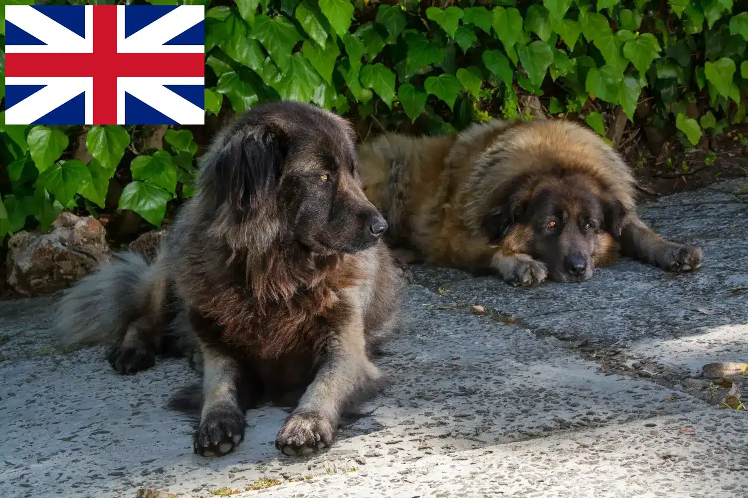 Cão Da Serra Da Estrela kiskutyák és tenyésztők Nagy-Britannia Itt megtalálja a Cão Da Serra Da Estrelas tenyésztőit Nagy-Britanniában.