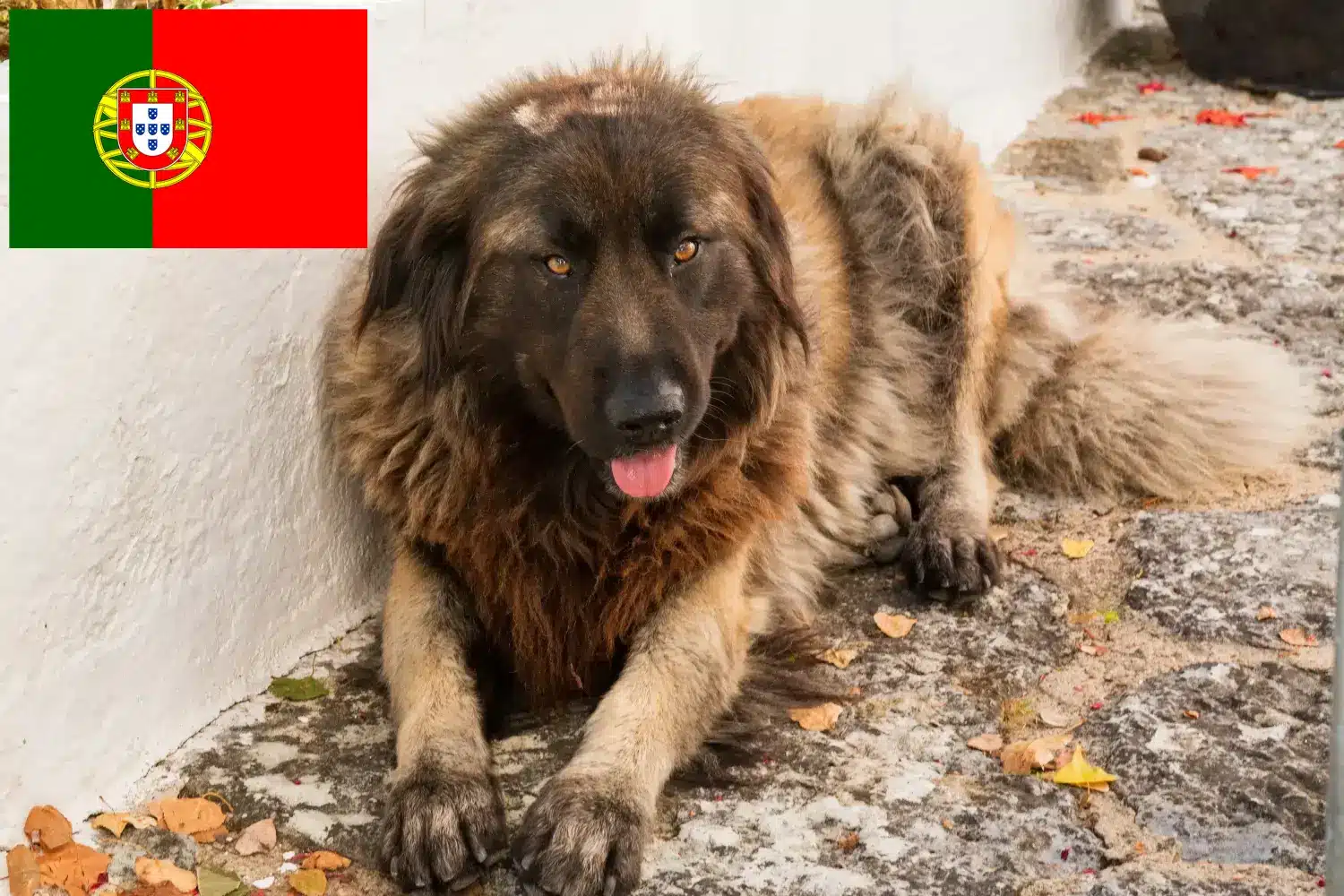 Cão Da Serra Da Estrela kiskutyák és tenyésztők Portugália Itt megtalálod a Cão Da Serra Da Estrelas tenyésztőket Portugáliában.
