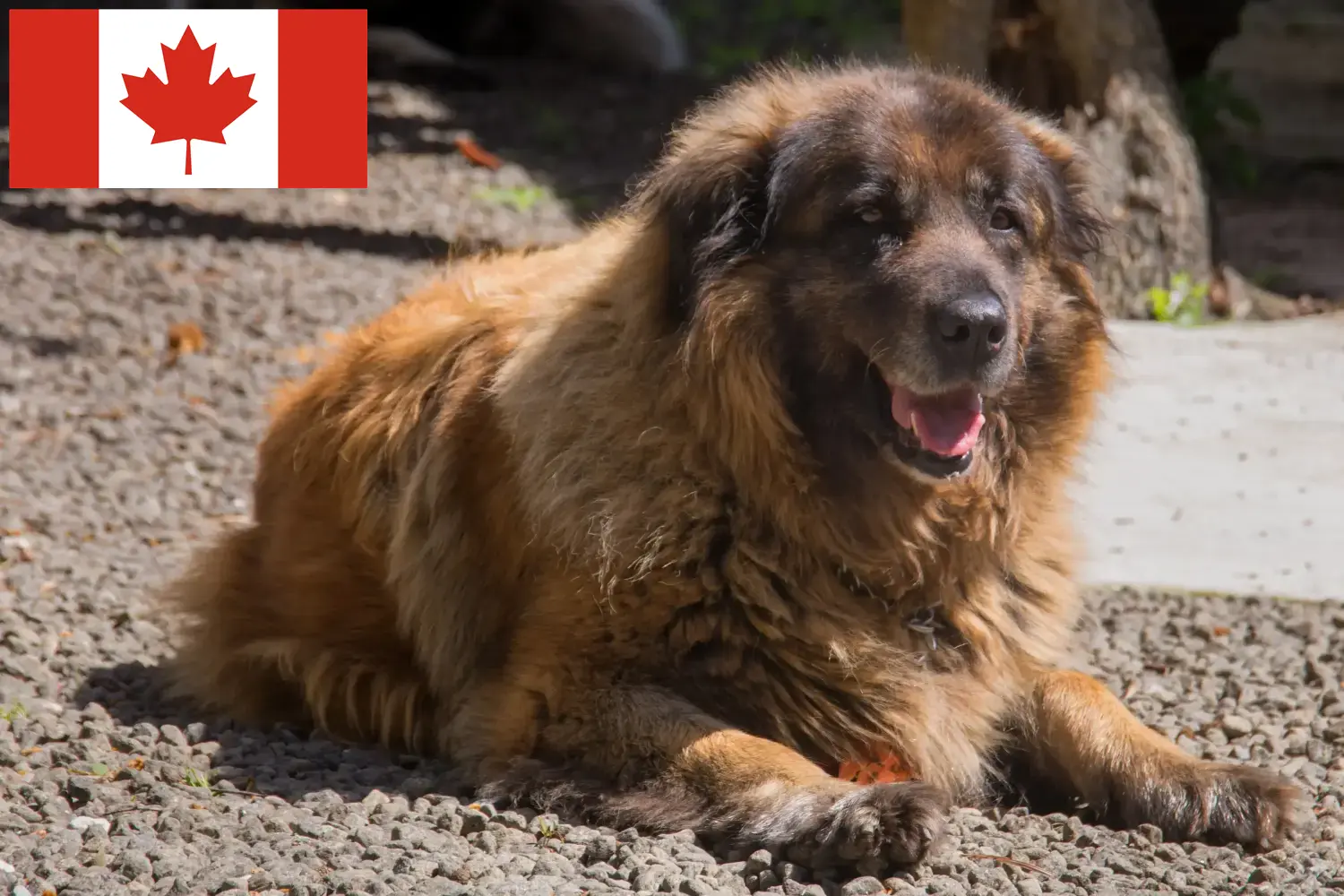 Cão Da Serra Da Estrela kiskutyák és tenyésztők Kanada Itt találhat Cão Da Serra Da Estrelas tenyésztőket Kanadában.
