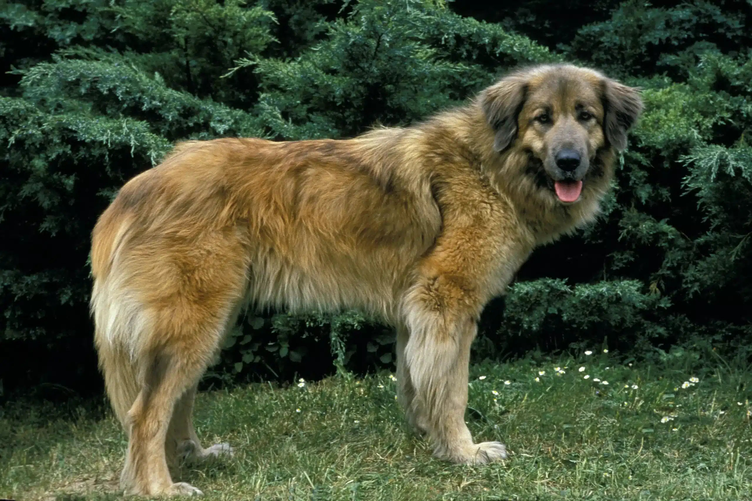 Read more about the article Cão Da Serra Da Estrela tenyésztő